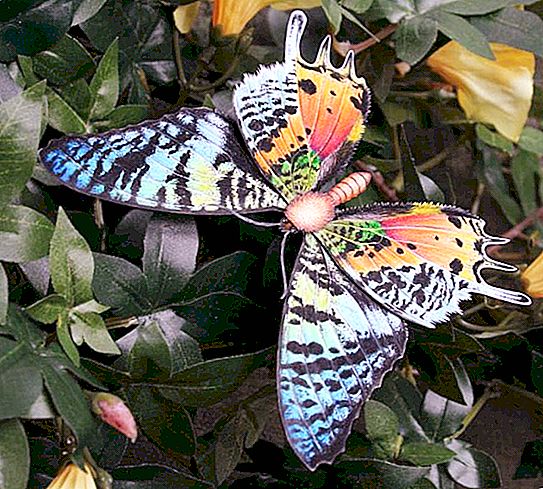 가장 아름다운 나비. 세계에서 가장 아름다운 나비의 이름