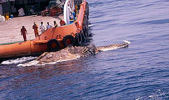 Noticias impactantes: el cuerpo de un dinosaurio salió a la superficie en el Golfo Pérsico