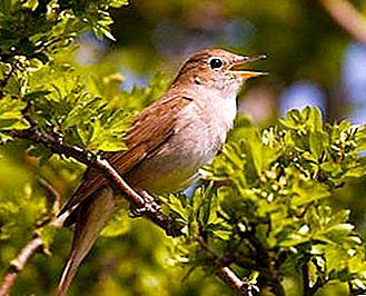 Nightingale - isang songbird O hindi ba?