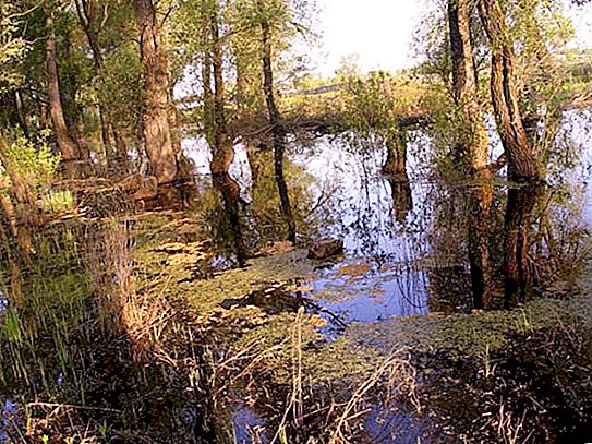 沼泽的类型及其特征