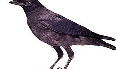 Raven and crow: what is the difference in the appearance and behavior of birds