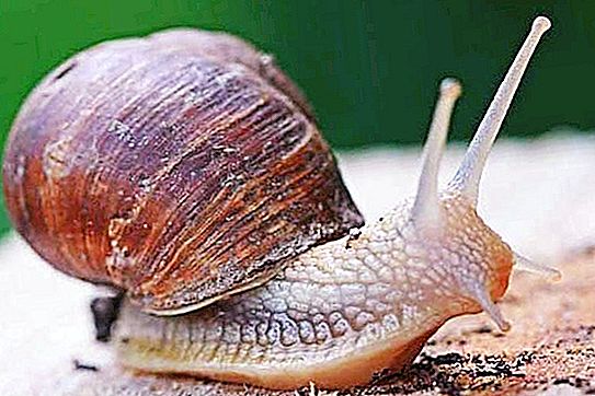 Mga halimaw sa Toothy, o Ilang mga snails ang may ngipin?