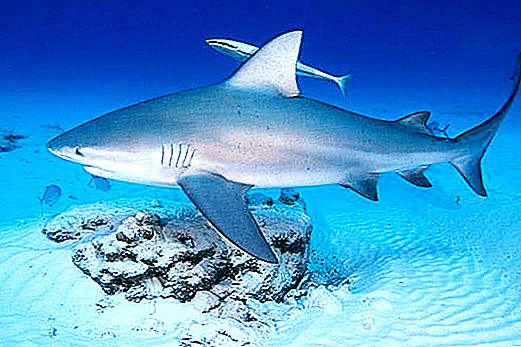 Bull shark: paglalarawan, pamumuhay, nutrisyon