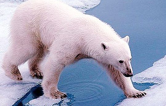 الدببة القطبية: الكتاب الأحمر لروسيا
