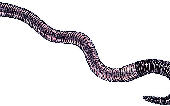 Black Worm: species, habitat and description with photo