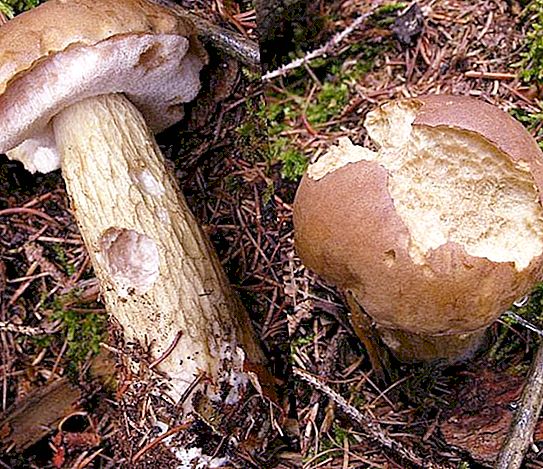 Gall Mushroom: deskripsi dan foto