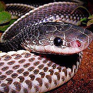 Serpiente aguja (Mehelya capensis): descripción, estilo de vida, nutrición