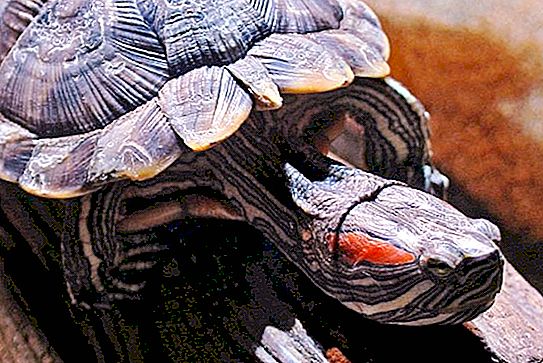 Com determinar l’edat de la tortuga oïda vermella mitjançant signes externs?