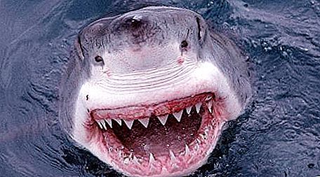 सामूहिक बनाम अकेला? शार्क को डॉल्फ़िन से डर क्यों लगता है?