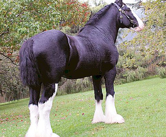 Ngựa Shire: mô tả và đặc điểm. Giống ngựa