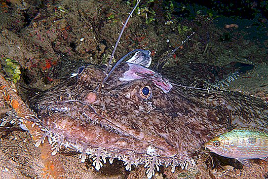 Monkfish: paglalarawan, tirahan at kawili-wiling mga katotohanan
