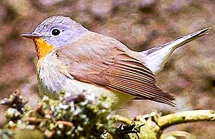 Flycatcher - miniaturní a krásný pták