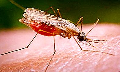 Este foarte mare țânțarul malariei?