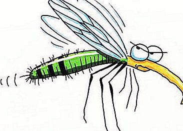 Malo po malem: kako dolgo živi komar?