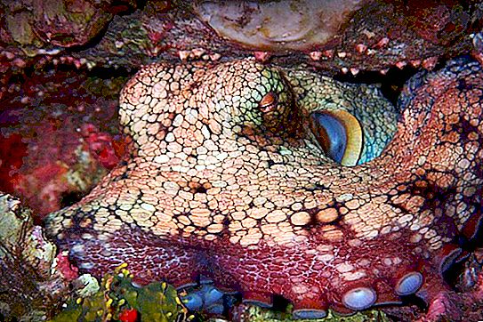 Blekksprut og blekksprut: forskjell, foto