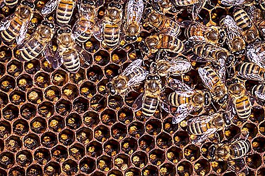 Biškopji uzskata, ka bites pazušanā vainojama mandeļu piena ražošana