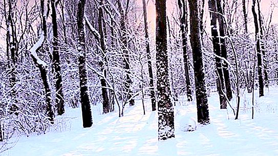 Ağaçlar kışın büyür mü yoksa dinleniyor mu? Kozalaklı ağaçlar kışın büyür mü?
