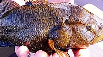 Ratan - a fish that leaves no chance for competitors