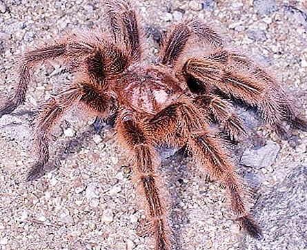 Pink Chilean tarantula: popis, lokalita, rysy, fotografie