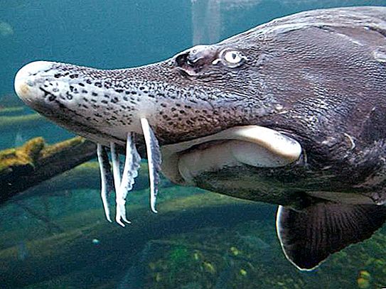 A maior beluga: fatos confirmados