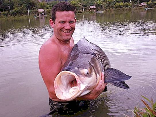 Ikan mas terbesar ditemukan di Thailand