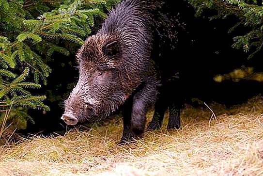 Największy na świecie dzik: niesamowite historie o dzikich świniach