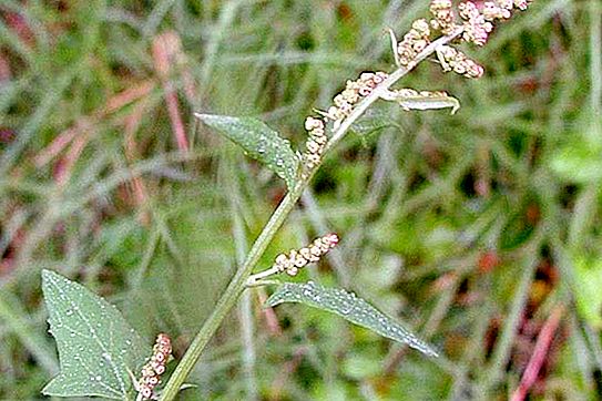Rumput Quinoa: sifat obat, kontraindikasi dan fitur