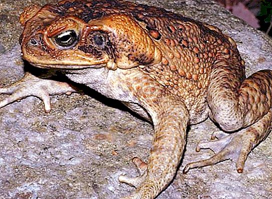 В Австралия тръстикови жаби, храна за котки и месоядни мравки