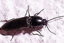 Nutcracker Beetle - smuk med dårlige vaner