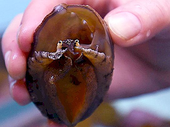 3200 gastropods, which are threatened with extinction, were grown and released into the ocean
