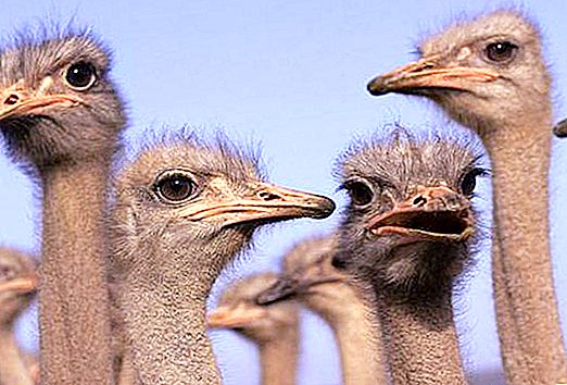 Amerikanong ostrich. American Ostrich Nandu: mga larawan
