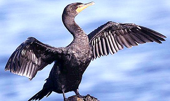 Le cormoran est un oiseau de mer. Description et mode de vie d'un cormoran