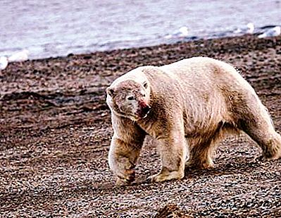 北极沙漠地区的生态问题。 环境问题及其成因