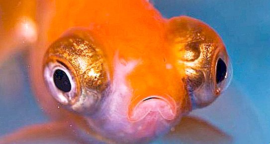 Czy ryba ma mózg: struktura i cechy. Jakie jest IQ ryb?