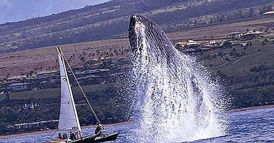 Un mâle baleine à bosse a vu un catamaran près de sa famille et a décidé de protéger sa mère et son petit: photo