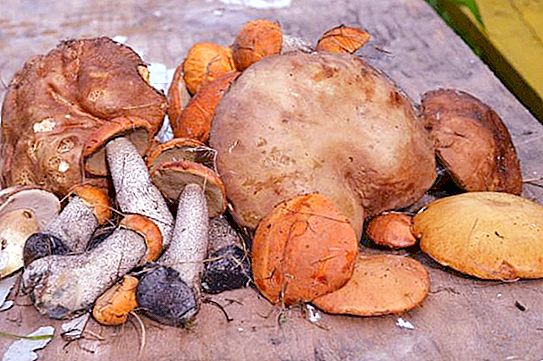 Miejsca grzybów w regionie Uljanowsk i Uljanowsk