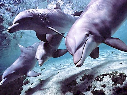 Wie der Delphin schläft: die erstaunlichen Fähigkeiten von Säugetieren