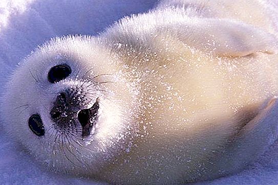 Caspian seal: animal description