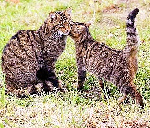 कोकेशियान वन बिल्ली: लघु विवरण