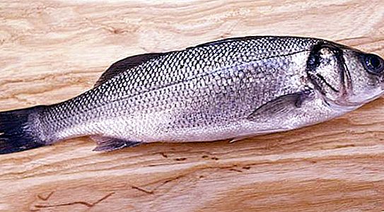 Lavrak - en delikatessfisk: recept, livsstil, odling och matlagningsrecept
