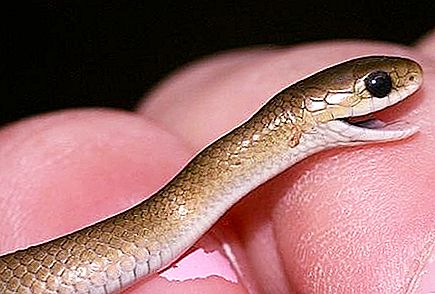 Малко хора са мислели, че не бива да се страхувате от змия