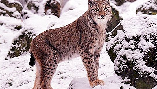 Lynx: description and photo. In what regions of Russia can I find common lynx