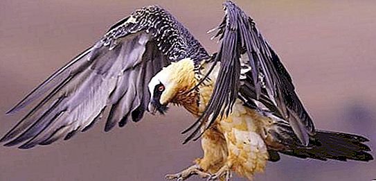 Γενειοφόρος πτηνό (αρνί): περιγραφή, τρόπος ζωής, αναπαραγωγή