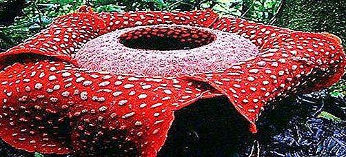 Rafflesia (zieds): apraksts un foto