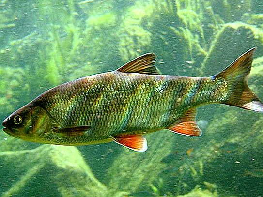 Mohawk riba: domet, izgled, razmnožavanje