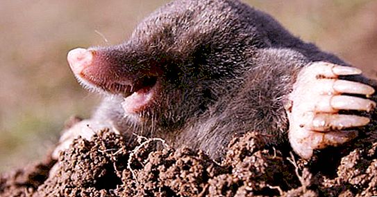 Ένα άρθρο για όσους ενδιαφέρονται για τη διάρκεια ζωής του mole και άλλα σημαντικά γεγονότα που σχετίζονται με το ζώο