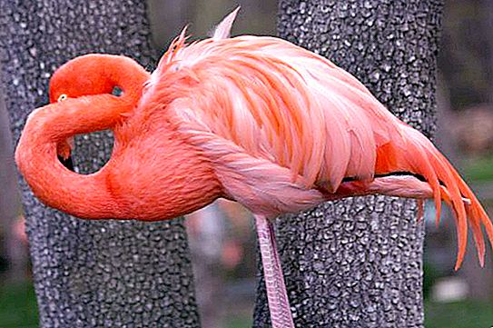 Hvem har den lengste nakken: svan, sjiraff, dinosaur, rosa flamingo