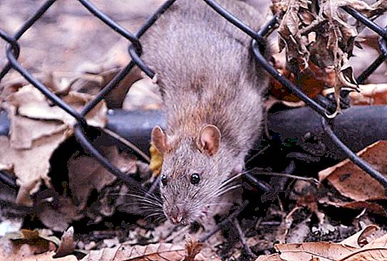 Tutkijat ehdottavat rottien torjuntaa ilman myrkkyä: tutkimus