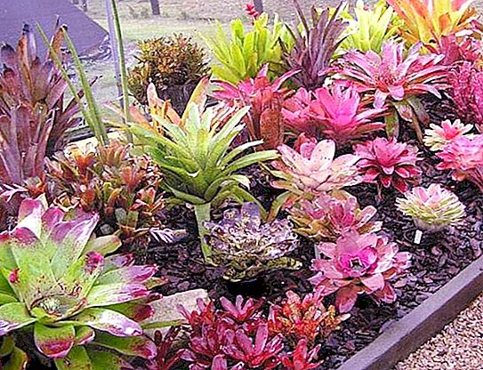 Bromeliad plants: overview, features, care and requirements