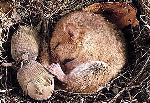 Co je to hibernace? Kdy medvědi a jiná zvířata spí?